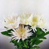 Load image into Gallery viewer, Farm-Fresh White Anastasia Mums (Spider Mums) - Bulk Flowers from BloombyBunches.ca