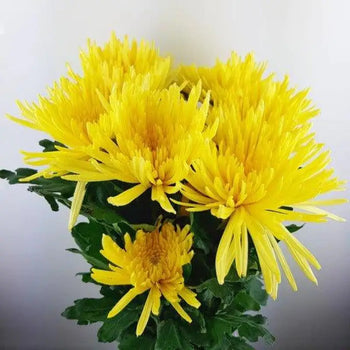 Farm-Fresh White Anastasia Mums (Spider Mums) - Bulk Flowers from BloombyBunches.ca