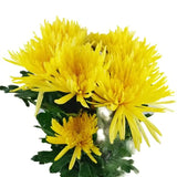 Load image into Gallery viewer, Farm-Fresh White Anastasia Mums (Spider Mums) - Bulk Flowers from BloombyBunches.ca