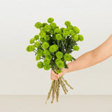 Load image into Gallery viewer, Chrysanthemum Novelty Spray Button Green - Green / 1 - Fresh Cut Flowers