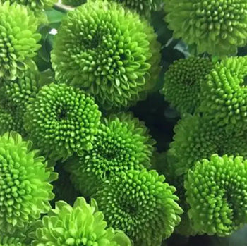 Close-up of vibrant green Chrysanthemum Spray Button flowers with textured round blooms, ideal for floral arrangements and bouquets