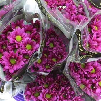 Chrysanthemum Daisy Purple