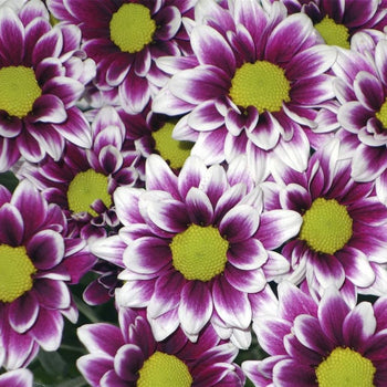 Close-up of bi-color purple daisy flowers with bright yellow-green centers