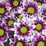Load image into Gallery viewer, chrysanthemum handsome