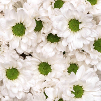 chrysanthemum white