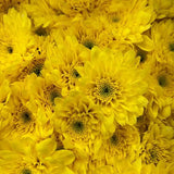 Load image into Gallery viewer, POMPONS CUSHIONS ASSORTED(MIX) (Spray Chrysanthemums) - bloombybunches