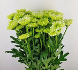 Load image into Gallery viewer, Green Cushions Mum (Spray Chrysanthemum) bouquet (BloombyBunches.ca)