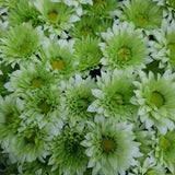 Load image into Gallery viewer, POMPONS CUSHIONS GREEN (Spray Chrysanthemums) - bloombybunches