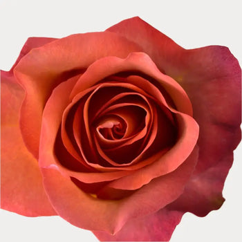 ROSE COFFEE BREAK TERRACOTTA CORAL 50CM - bloombybunches