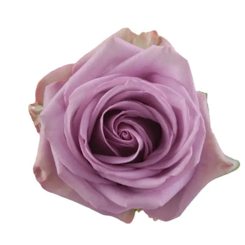 COOL WATER LAVENDER ROSE - bloombybunches