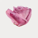Load image into Gallery viewer, ROSE COOL WATER LAVENDER 50CM - bloombybunches