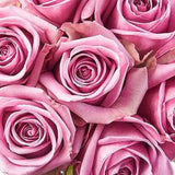 Load image into Gallery viewer, ROSE COOL WATER LAVENDER 50CM - bloombybunches
