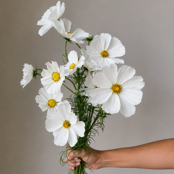 COSMOS FLOWER - WHITE