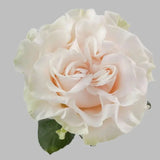 Load image into Gallery viewer, COTTON XPRESSION CREAM ROSE - bloombybunches