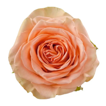 COUNTRY HOME PEACH GARDEN ROSE - bloombybunches