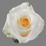 Load image into Gallery viewer, CREAM DE LA CREME ROSE - bloombybunches