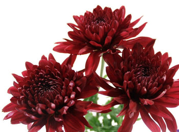 Red Cremon flower blooms with large, deep red petals and long stems, ideal for bouquets and centerpieces.