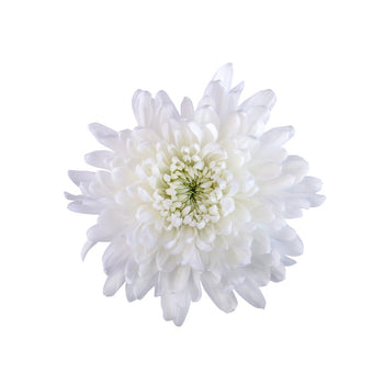 White Cremon flower with full, large petals ideal for bouquets and centerpieces