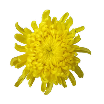 bright yellow cremon mum flower with full petals isolated on white background