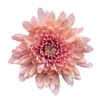 close-up of a salmon peachy Cremone Linette flower with layered petals