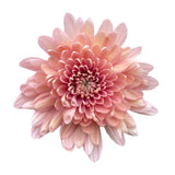 Load image into Gallery viewer, close-up of a salmon peachy Cremone Linette flower with layered petals