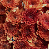 Load image into Gallery viewer, close-up of bronze chrysanthemum spray cushion flowers with layered petals and rich autumn hues