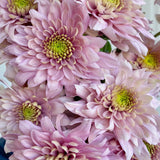 Load image into Gallery viewer, Chrysanthemum Spray Cushion Pink