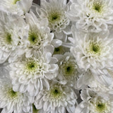 Load image into Gallery viewer, Chrysanthemum Spray Cushion White