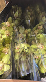 Load image into Gallery viewer, Cymbidium Orchid Green - Mini