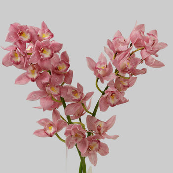 Pink Cymbidium Orchid with 6-12 blooms on a 20-inch stem, symbolizing luxury and elegance in floral arrangements