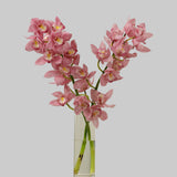 Load image into Gallery viewer, Cymbidium Orchid Pink- Standard