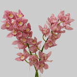 Load image into Gallery viewer, Cymbidium Orchid Pink- Standard