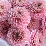 Load image into Gallery viewer, Dahlias Pink