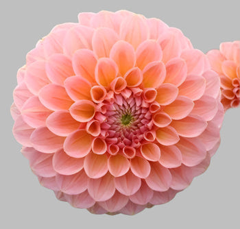 Close-up of a vibrant peach dahlia flower with intricate layered petals on a gray background