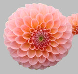 Load image into Gallery viewer, Close-up of a vibrant peach dahlia flower with intricate layered petals on a gray background