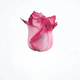 Load image into Gallery viewer, ROSE DEEP PURPLE LAVANDER 50CM - bloombybunches