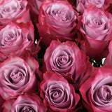 Load image into Gallery viewer, DEEP PURPLE ROSE - Purple / 50CM / 25 - Fresh Cut Flowers