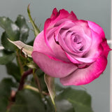 Load image into Gallery viewer, DEEP PURPLE ROSE - Purple / 50CM / 25 - Fresh Cut Flowers