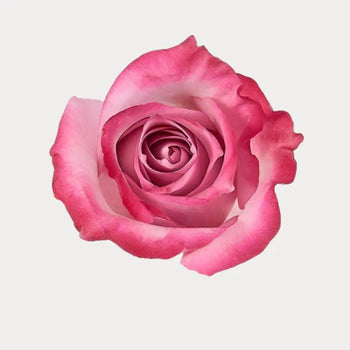 ROSE DEEP PURPLE LAVANDER 50CM - bloombybunches