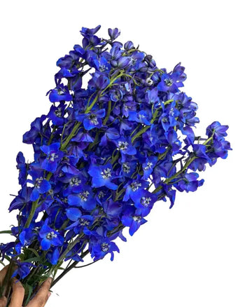 DELPHINIUM BLUE - bloombybunches