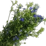 Load image into Gallery viewer, DELPHINIUM BLUE - bloombybunches