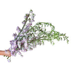 Load image into Gallery viewer, DELPHINIUM LAVANDER - bloombybunches
