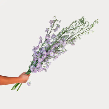DELPHINIUM LAVANDER - bloombybunches