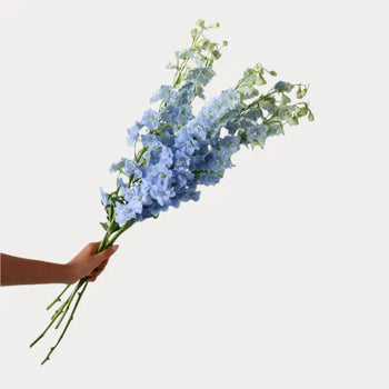 DELPHINIUM LIGHT BLUE - bloombybunches