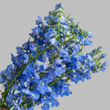 Load image into Gallery viewer, DELPHINIUM LIGHT BLUE - bloombybunches