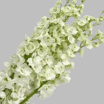 DELPHINIUM WHITE - bloombybunches