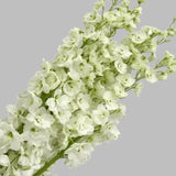 Load image into Gallery viewer, DELPHINIUM WHITE - bloombybunches