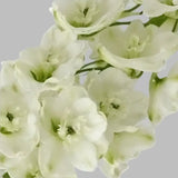 Load image into Gallery viewer, DELPHINIUM WHITE - bloombybunches