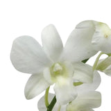 Load image into Gallery viewer, Dendrobium Orchid White - White / 1 - Fresh Cut Flowers