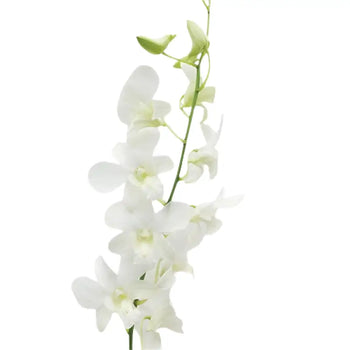 Dendrobium Orchid White - White / 1 - Fresh Cut Flowers